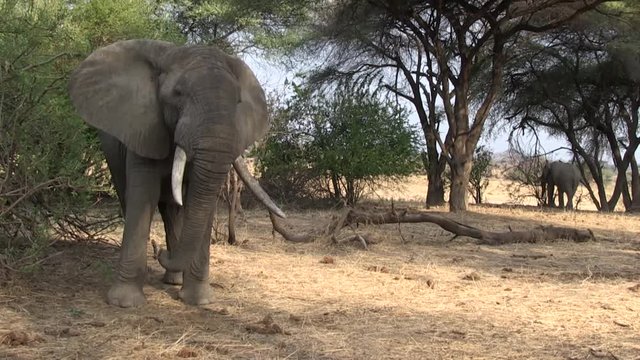 African Bush Elephant (Loxodonta africana) portrait. Tanzania