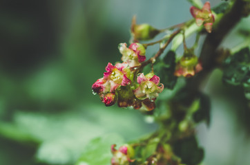 flowers black currant, spring background