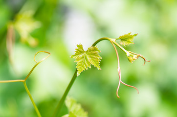 green grape leaves and mustache, spring background