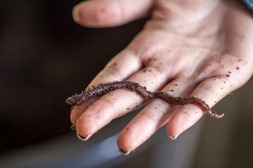Earthworm in woman hand
