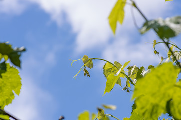 Obraz premium green leaves of grapes on a background of blue sky