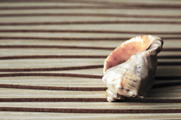 Beautiful seashells brought to rest, souvenirs for home