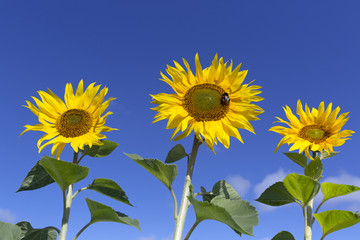 Sunflowers in Norfolk Farmland UK