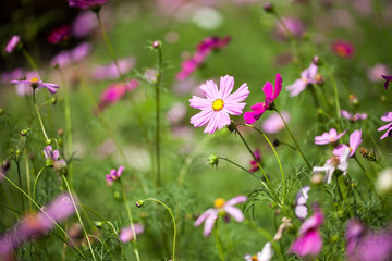 Obraz premium Cosmos flowers