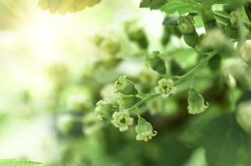 flowers black currant, spring background
