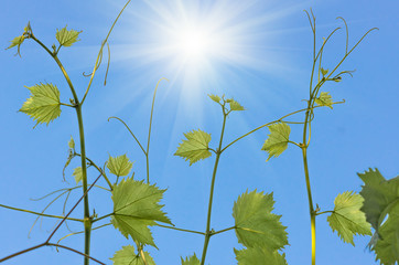 green leaves of grapes on a background of blue sky