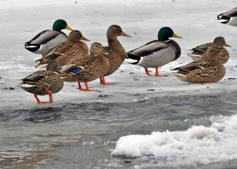 A flock of wild ducks that overwinter on the river and ice