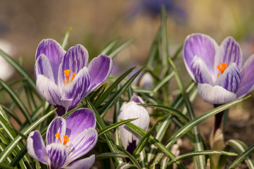 Purple crocus sativus saffron - view of blooming spring flowers growing in wildlife