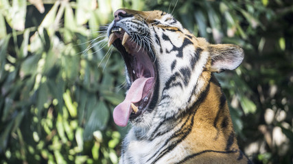 tiger yawn in zoo