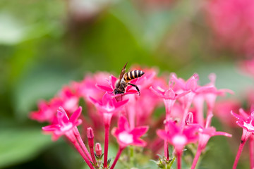 Bee on flower