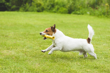 Dog playing with toy stick at pet friendly yard