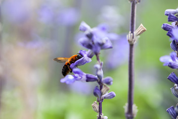 Bee on flower