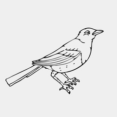 Hand-drawn pencil graphics, small bird