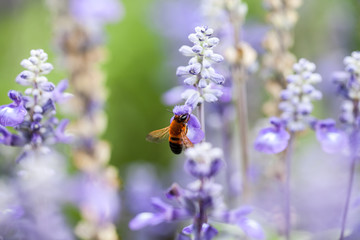 Bee on flower
