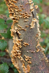 A Colony of Small Bracket Fungus on a Tree Trunk.