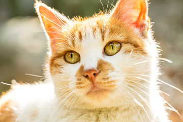 Fototapeta premium A lovely cat in outdoor