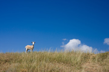 Obraz na płótnie Canvas Goat standing in the grass