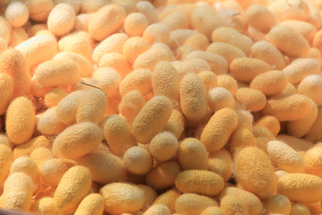 Yellow cocoon silkworm on weave craft background