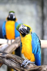Papier peint photo Perroquet Parrot in a zoo  © Katsiaryna