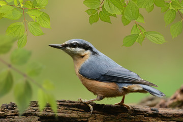 Vögel 65