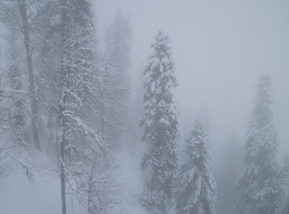 Snowy forest in the clouds on North slope Aibga Ridge Western Caucasus