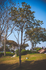Fototapeta na wymiar trees at park