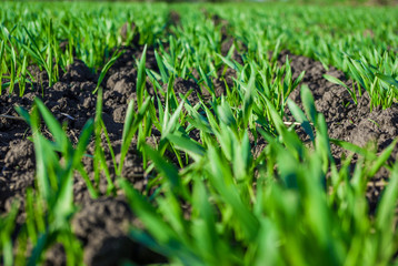 Green grass wheat in field