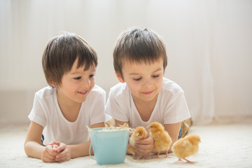 Two sweet little children, preschool boys, brothers, playing with little chicks at home