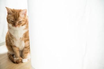 red ginger cat sitting on wooden floor in front of white curtain in sunlight