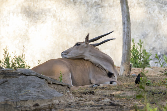 Image of an antelope relax on nature background. Wild Animals.
