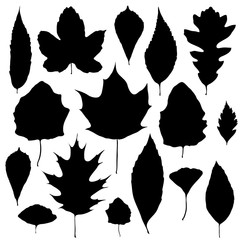 Leaves silhouette set isolated on white background vector