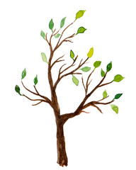 Obraz premium Akwarela drzewo z zielonymi liśćmi na białym tle