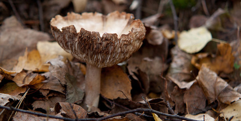 White russula in the autumn forest