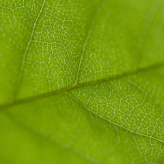 green leaf with veins, macro