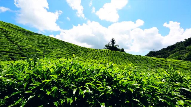 beautiful views of the tea plantations boh, Kameron highland, Malaysia. 