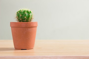 Cactus in plastic pot on wood floor / vintage tone
