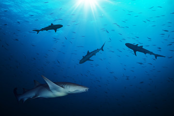 Group of sharks hunting smalls fish