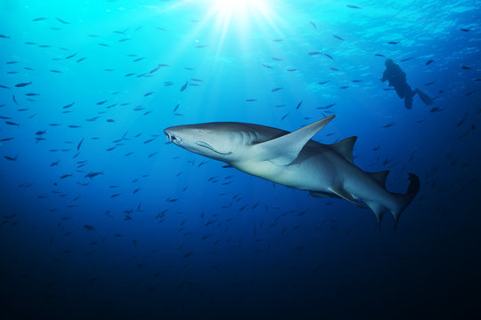 Bonnethead shark with silhouette of scuba diver