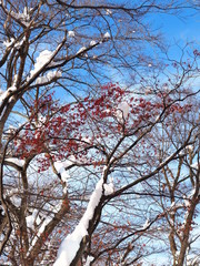 冬景色　Winter scenery Japan