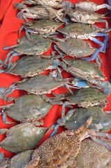 many crabs on a stall in fish market antalya turkey