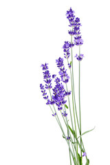 Bunch of lavender flowers on white background