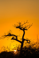 Beautiful African landscape at sunset with branches of trees in the background with space above to write. Hluhluwe-Imfolozi Game Reserve, KwaZulu-Natal, South Africa.