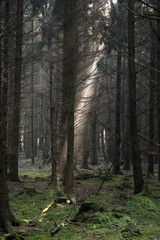 Obraz premium Solstrålar i tät granskog