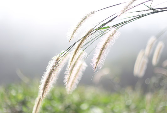 pennisetum morning