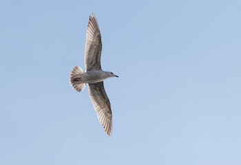 Flying seagull over blue sky.