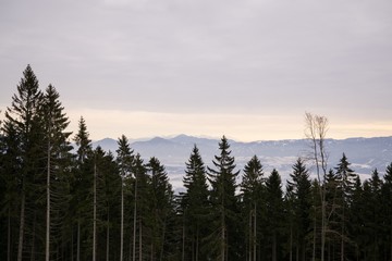 Nature covered in snow during deep winter. Slovakia