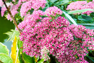 Obraz premium Pink flowers