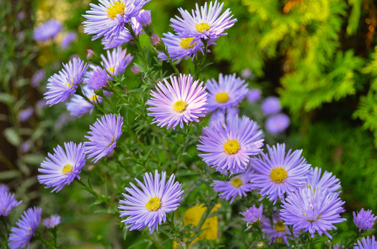 Autumn Flowers shrubby asters 