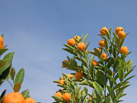 Mandarinenbaum, Citrus reticulata