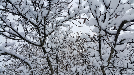 Branches covered with snow